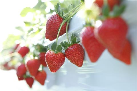 いちごの森　とちおとめ